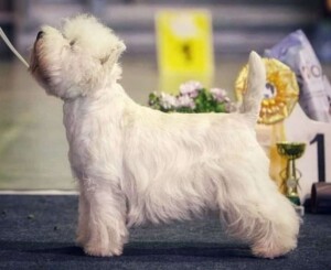 lad the westie by stonegarth kennel