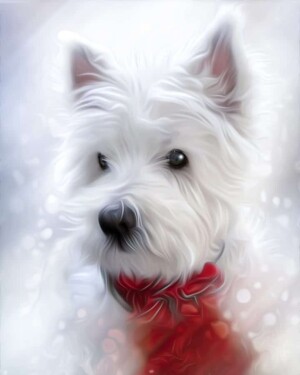 lily the westie by linda