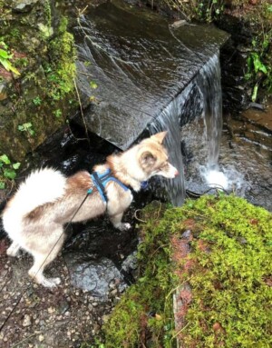 loki bear pomsky @lokibear pomsky (1)