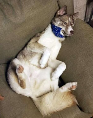 loki bear pomsky @lokibear pomsky (11)
