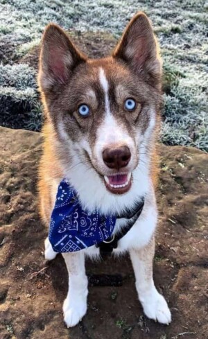 loki bear pomsky @lokibear pomsky (12)