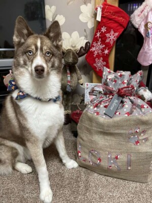 loki bear pomsky @lokibear pomsky (13)