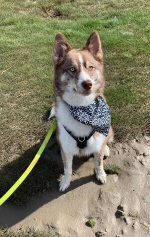 loki bear pomsky @lokibear pomsky (14)