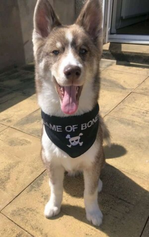 loki bear pomsky @lokibear pomsky (15)