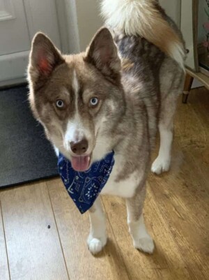 loki bear pomsky @lokibear pomsky (16)