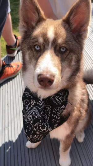 loki bear pomsky @lokibear pomsky (3)
