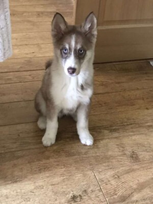 loki bear pomsky @lokibear pomsky (4)
