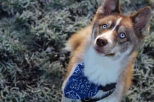 loki bear pomsky @lokibear pomsky (7)