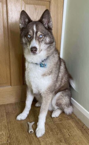 loki bear pomsky @lokibear pomsky (7)