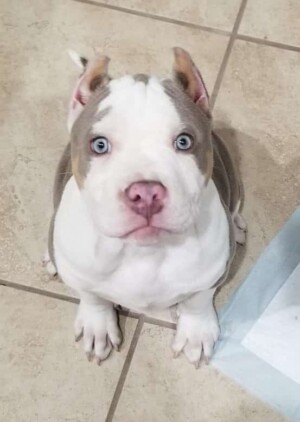 maui and friends @bossykennels (1)