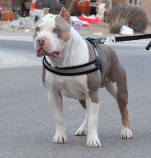 maui and friends @bossykennels (15)