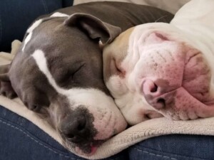 maui and friends @bossykennels (16)