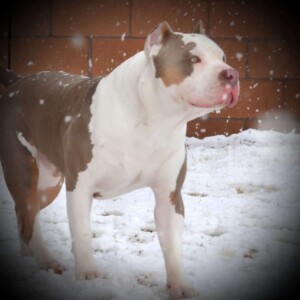 maui and friends @bossykennels (18)