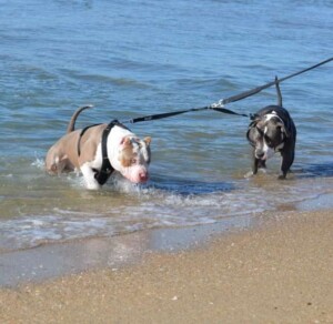maui and friends @bossykennels (19)