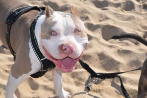 maui and friends @bossykennels (20)