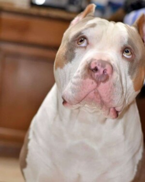 maui and friends @bossykennels (21)