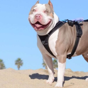 maui and friends @bossykennels (22)
