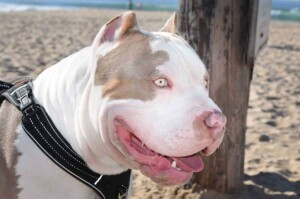 maui and friends @bossykennels (23)