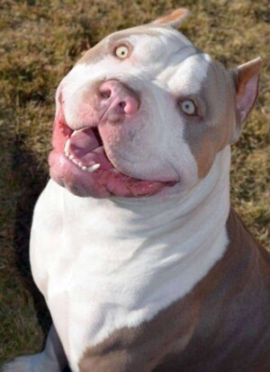 maui and friends @bossykennels (25)