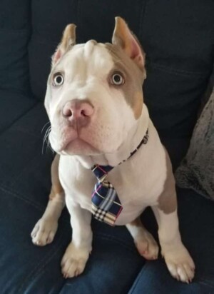 maui and friends @bossykennels (26)