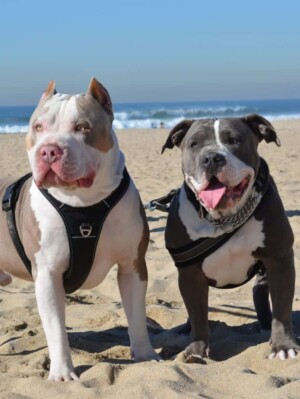 maui and friends @bossykennels (27)