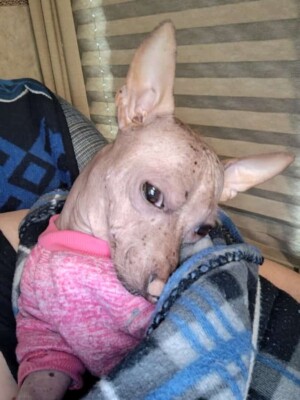 mouse the xolo by becky