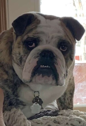 mr pedro the bulldog (1)