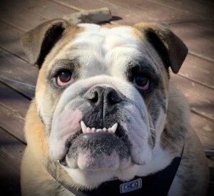 mr pedro the bulldog (2)