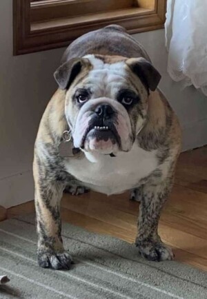 mr pedro the bulldog (4)