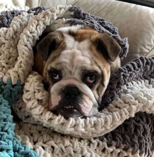 mr pedro the bulldog (5)