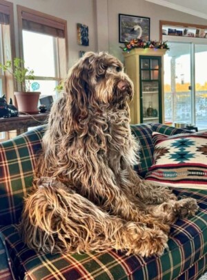 my beautiful spinone italiano by lisa