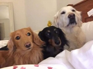 my dachshunds and friend time to wake up by laura b
