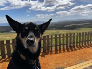 my kelpie by louise