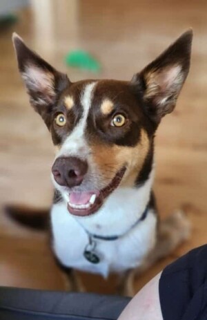 my kelpie by nerida