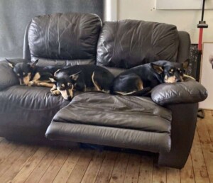 my kelpies benji pippa & macca by stacey