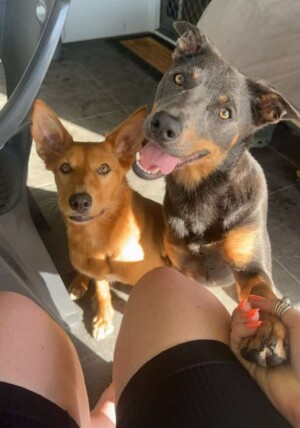 my kelpies by steph j