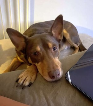 my resting kelpie by noname