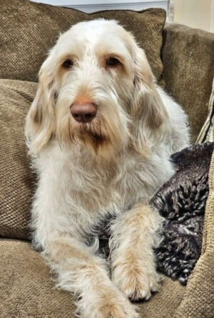 my spinone italiano by julia