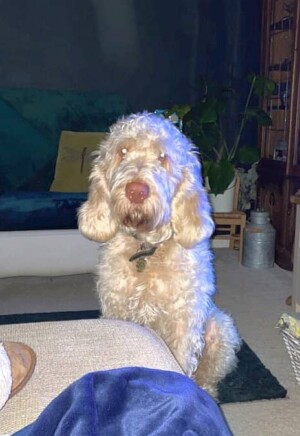 my spinone by cressie