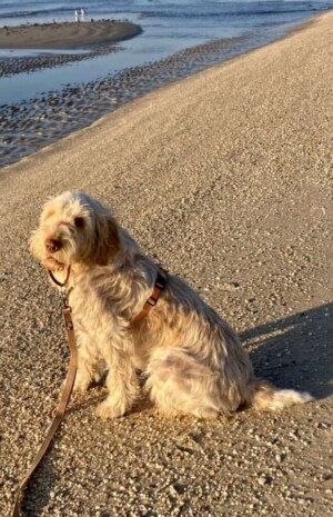 my spinone by marian m