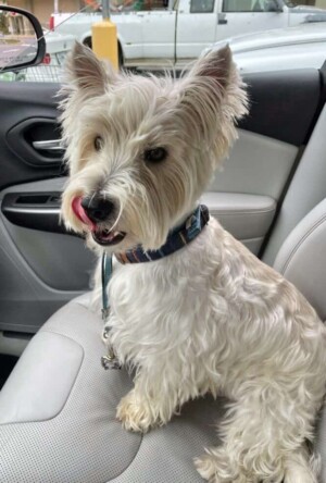 my westie by danielle g