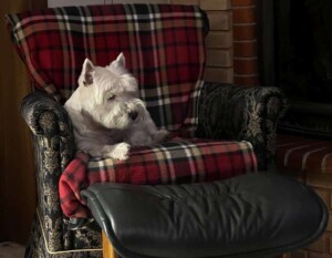 my westie by michael