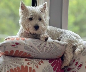 my westie by thérèse