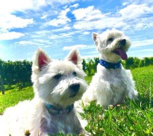 my westies by janetg