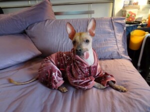 my xolo dulcinea fae by donna m