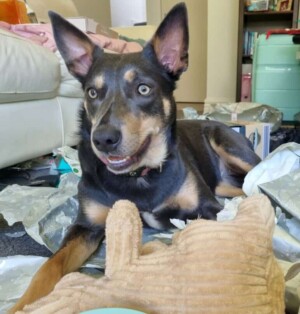 nala the kelpie by sw