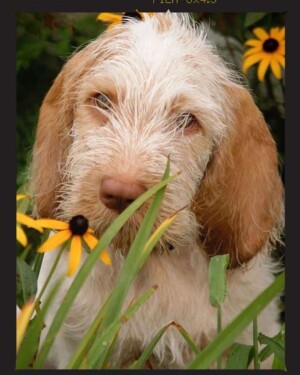 niccolo is athe spinoni puppy by rich f