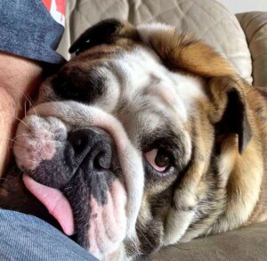 pedro the bulldog (11)