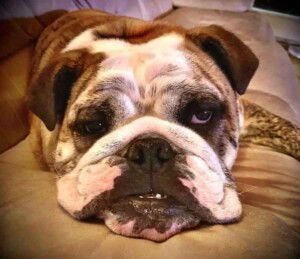 pedro the bulldog (15)