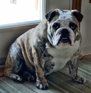 pedro the bulldog (18)